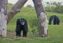 NIH Statement on Status of Chimpanzees