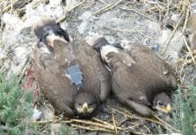 Can Talons Be Used for Texting?