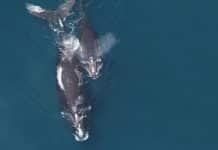 Whale Whispers Keep Babies Safe