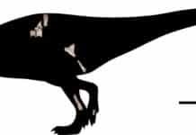 ‘Shark Tooth’ Carnivore Discovered