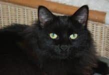 Italy Celebrates Black Cat Day