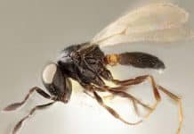 Wasp Named After Actor Idris Elba “Parasitizes” Stink Bug Eggs