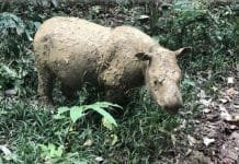 Sad News: Sumatran Rhinos Are Extinct in Malaysia