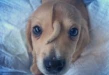 Mac’s Mission, Animal Rescue Group, Saves the Unwanted