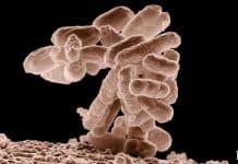 DARPA: Militarized Microbes to Spread GMO Bacteria