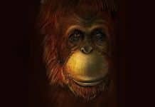 Discovered: Gigantopithecus blacki, Bigfoot of the Primate Family Tree