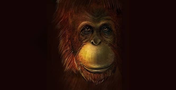 Discovered: Gigantopithecus blacki, Bigfoot of the Primate Family Tree ...
