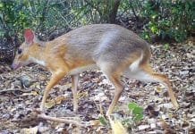 Vietnamese Mouse Deer: No Longer Lost To Science
