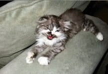 The Farce, an Intel Drop