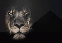 Mummified Lions and More Found in Egyptian Necropolis