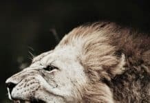 How a Lion Roars