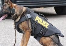 Police Dogs in Texas No longer Have To Be Sold or Euthanized Upon Retirement