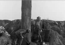 Fake Trees Were an Innovation of WWI