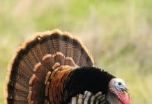 Turkey Day is Coming: Turkey Facts