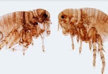 Chinese Delay Reporting Pneumonic Plague Victims: Why?