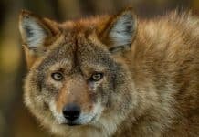 Is It A Wolf, Coyote, Dog, or Coywolf? (updated)