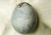 Roman Era Eggs Found In Great Britain
