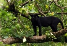 The Color Black in Wild Cats May Decrease Ability to Communicate