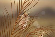 Proof Lice Have Been Around Since Cretaceous Period
