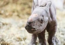 Michigan and the World Welcome Baby Black Rhinoceros