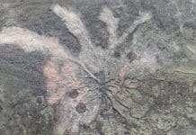 Oldest Trees Are 385-Million Years Old