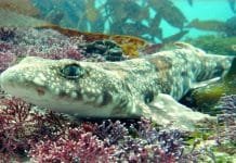 Ocean Acidification Is Tough On Sharks