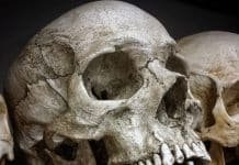 When Did Humans Develop Ability to Speak?