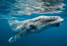 Whales Used to Have Legs