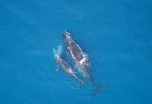 Protecting Whales: Counting Them From Space