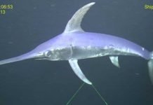 Death by a Swordfish Bill to the Heart