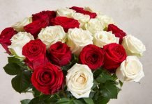 Different types of roses