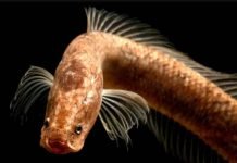 ‘Gollum’: Biggest Fish Find of the Past Decade