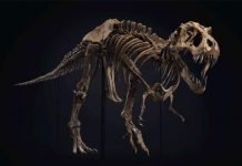 ‘Stan’ the Man (T. Rex) Sold for $31.8 Million