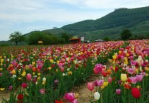 Must Know Before You Send Flowers to Your Friend in Germany