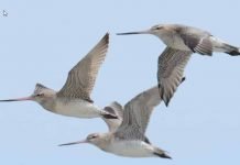 ‘Jet Fighter’ Bird Flies Nonstop for 7,500 Miles: Wow!