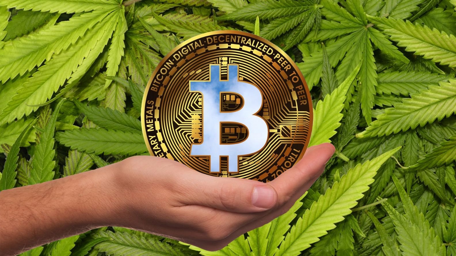 marijuana bitcoin