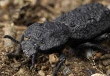 Ironclad Beetle’s Exoskeleton Holds Up to Crushing Force 39,000 Times Beetle’s Weight