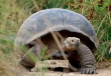 California Academy of Sciences to Digitize Galapagos Island Specimens