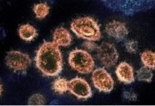 Scientists: ‘Herd Immunity’ totally fake, likely a population ‘elimination’ plan