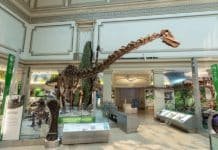 Smithsonian: Free Online Tours and More
