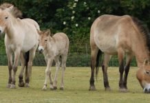 40-Year-Old Skin Cells Used to Clone Przewalski’s Foal