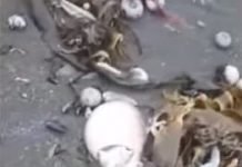 Russia’s Latest Ecological Disaster