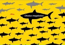 Intrauterine Cannibalism May Have Led to Evolution of Mesothermy