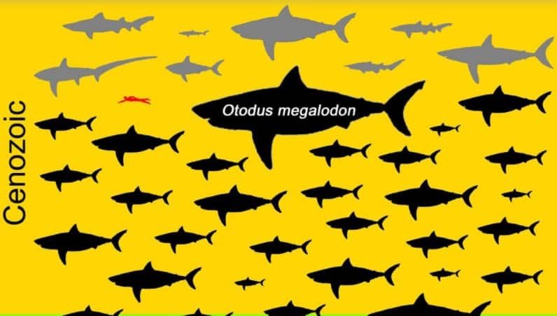 megalodon