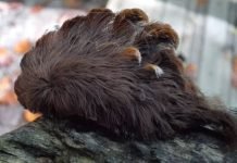Hairy Venomous Caterpillar: Do Not Touch!