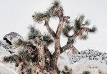 Climate Change: Joshua Trees Have Had Enough!