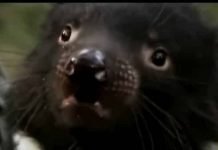 Tasmanian Devils Return to Mainland Australia After 3,000 years
