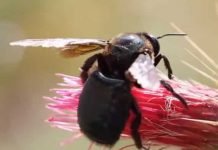 Flowers are Changing Colors in Response to Climate Change