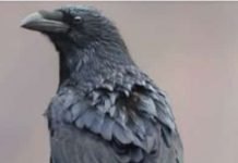 Do Crows Possess Consciousness?