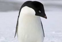 800 Year-Old Mummified Penguins Found in Antarctica